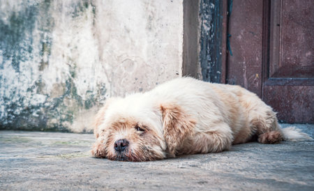 Lonely stray dog lying on the floor in shelter, suffering hungry miserable life, homelessness. Shelter for animals conceptの写真素材
