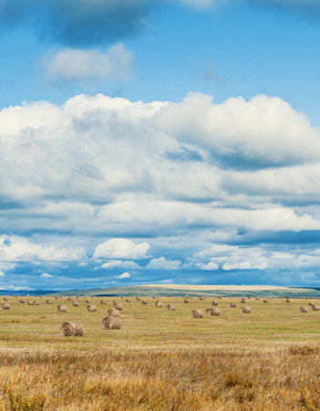 Rolling hay bales stretch across a golden field under a dramatic sky in rural farmlandの写真素材