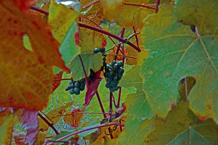 Die Trauben schmecken in flÃ¼ssiger Form noch besserの写真素材
