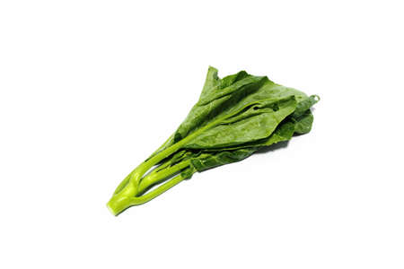 Chinese Kale. (White Background)の写真素材