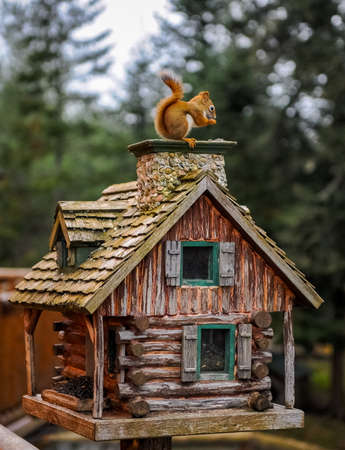 The squirrel on the little wood houseの写真素材