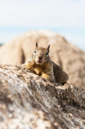 The squirrel on the rockの写真素材