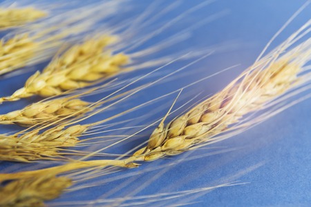 golden ears of wheat against the blue background, closeupの写真素材