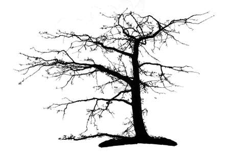 silhouettes of treesのイラスト素材