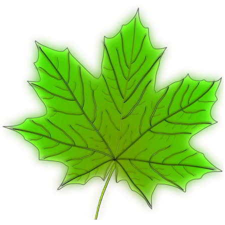 Vector - vector maple leavesのイラスト素材