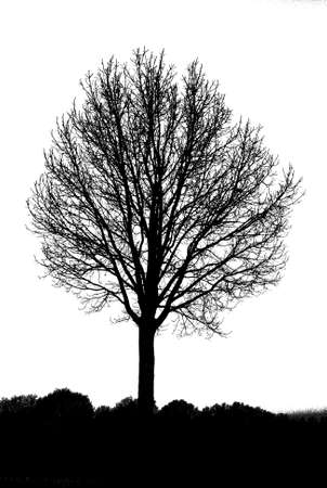 Tree silhouetteのイラスト素材