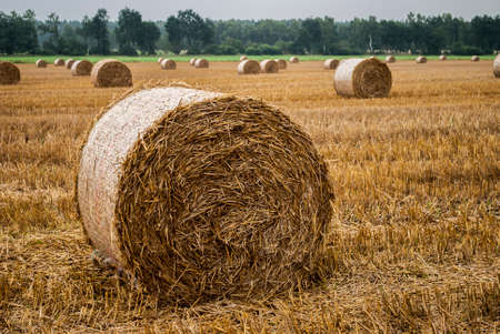 straw bales in summerの写真素材