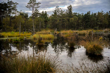 View of the swamp.Pietzmoor.Schneverdingenの写真素材