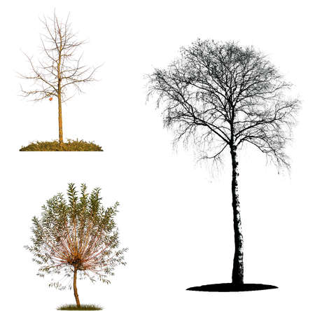 Set of trees on white backgroundのイラスト素材