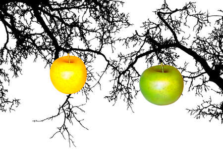 Apple on branchの写真素材