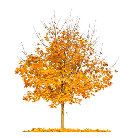 Orange autumn maple tree isolated on white backgroundの写真素材