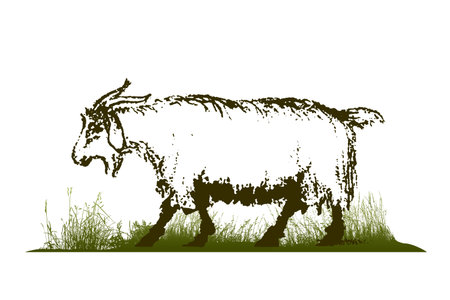 Illustration of a goat in the grassのイラスト素材