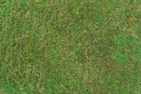 Real green texture background of a grass.の写真素材