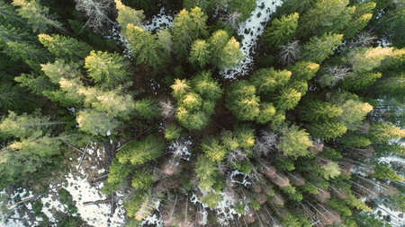 Aerial Photography of a Forest in Winter