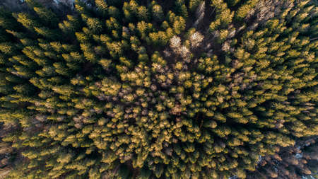 Aerial Photography of a Forest in Winterの写真素材