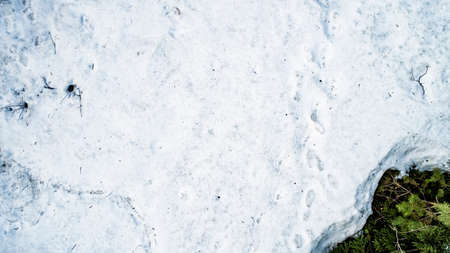 Spring snow melting in the real forestの写真素材