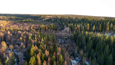 Wilderness forest trees in sunny spring day landscape viewの写真素材