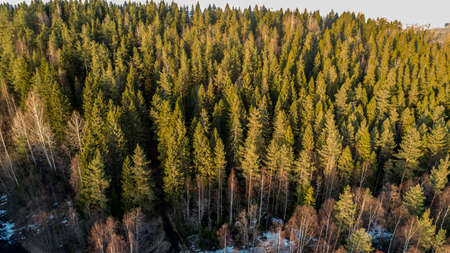 Wilderness forest trees in sunny spring day landscape viewの写真素材