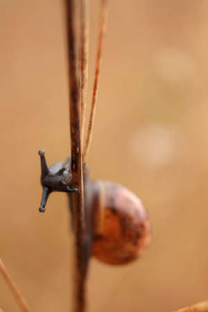 Close view of snail on the plant stem in summerの写真素材