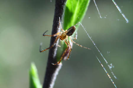 Close up view of spider on leafの写真素材