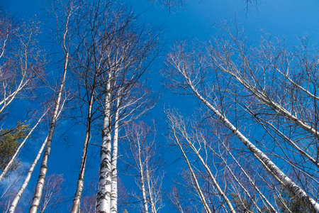 Image of trees without leaves with crystal blue sky without clouds. Photo of trees without foliage from the bottom downの写真素材