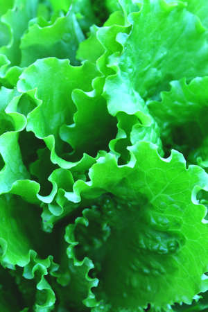Green fresh salads vegetable leaf. Organic food for health concept.
