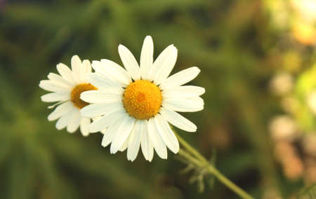 Close view of camomile flower in summer dayの写真素材