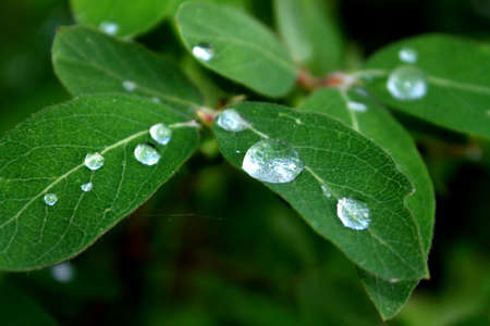 Close up view of water drops on green leaf.の写真素材