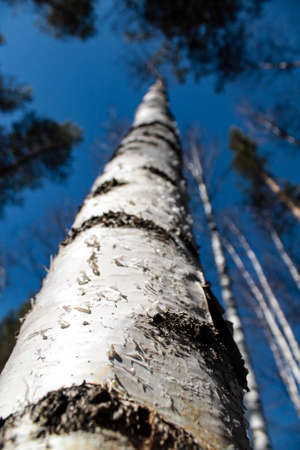 Image of trees without leaves with crystal blue sky without clouds. Photo of trees without foliage from the bottom downの写真素材