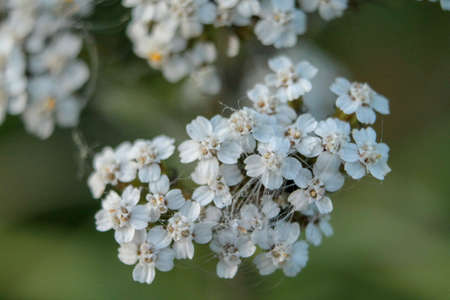 Close view of a bunch of little white flowers in summer dayの写真素材