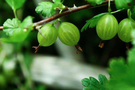 Fresh Green Gooseberries. Growing Organic Berries Closeup On A Branch Of Gooseberry Bush. Ripe Gooseberry In The Fruit Gardenの写真素材
