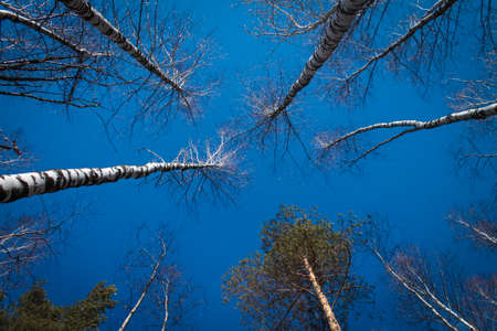 Image of trees without leaves with crystal blue sky without clouds. Photo of trees without foliage from the bottom downの写真素材