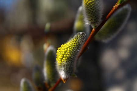 Beautiful, fluffy yellow kidney with pollen, on a dim front, on a warm spring day. Macro. Close-up.の写真素材