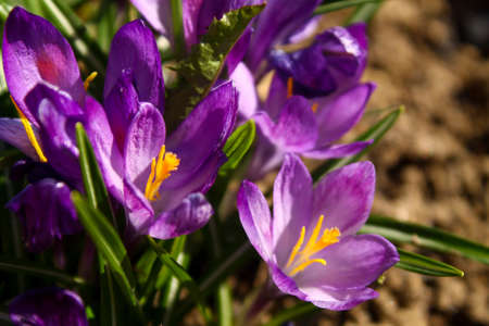 Close view of a little Campanula flower in summer sun raysの写真素材