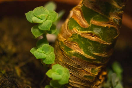Close view of a Small fresh green succulentの写真素材