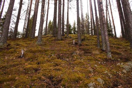 Pine trees growing on steep slope in forest in early autumnの写真素材