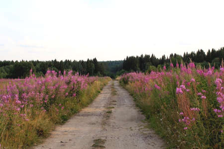 Landscape with a field of blooming sally flowersの写真素材
