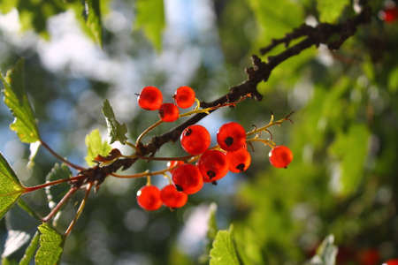Branch of red currants on a blured natural background with sunの写真素材