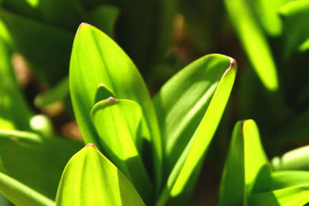 Perfect green grass and dewの写真素材