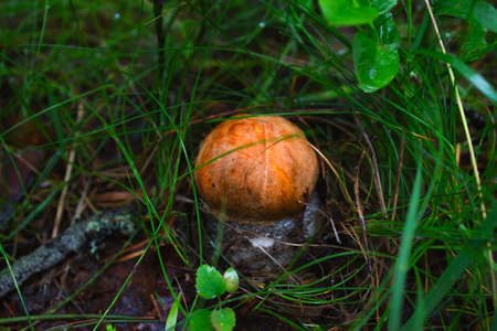 Cute penny bun mushroom is growing in the grass. The beautiful small brown cap of a cep is in the focus. Vegetarian diet food.の写真素材