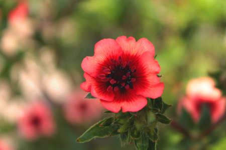 Red poppy flowers blooming in the green grass field, floral natural spring background, can be used as image for remembrance and reconciliation dayの写真素材