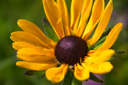 close up yellow colored flower blooms like chamomile growing in summer garden isolated on green blurry backgroundの写真素材