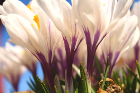 close up of white flowers with purple detailsの写真素材