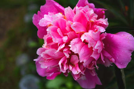 Beautiful close up photo of pink tulip after the rainの写真素材
