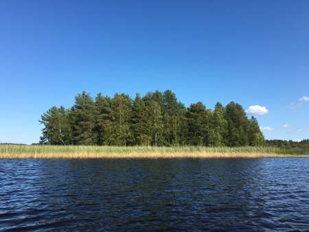 Rural lake landscape with reed- clear sky, dark water and little islandの写真素材