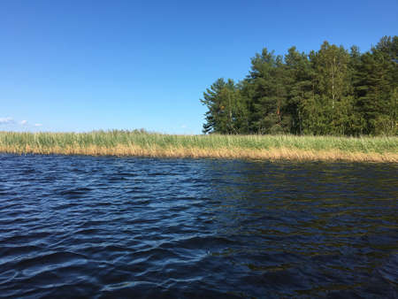 Rural lake landscape with reed- clear sky, dark water and little islandの写真素材