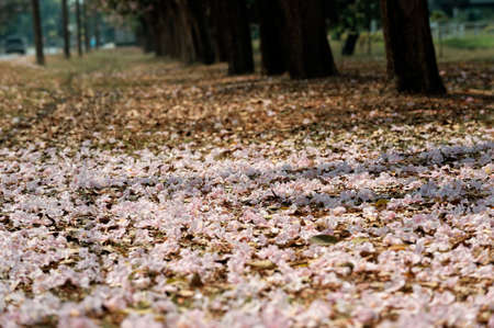 Tabebuia