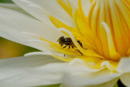 White Lotus with beeの写真素材
