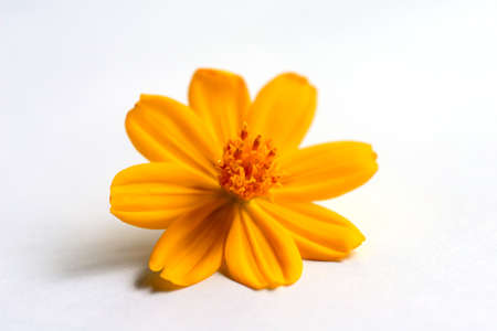 Cosmos flower