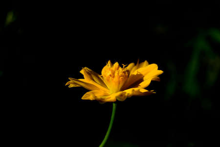 Cosmos flowerの写真素材